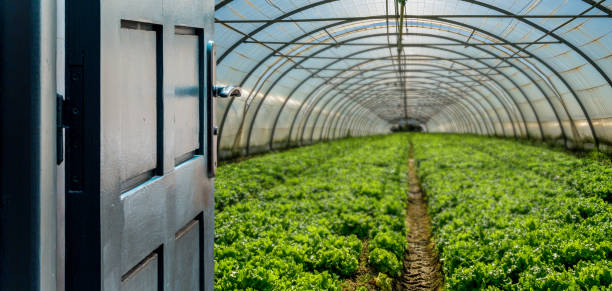 istock Opened door concept with a greenhouse on blurred background 1217747911