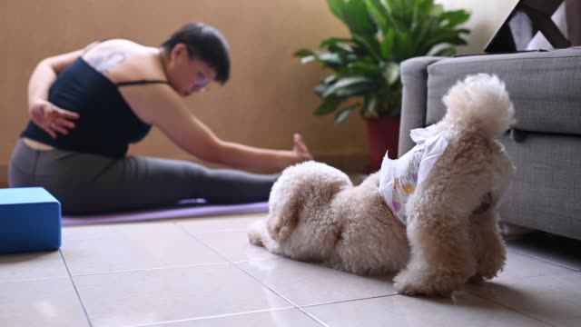 an asian mid adult woman workout yoga at home balcony during the restricted movement order in malaysia with her toy poodle pet animal