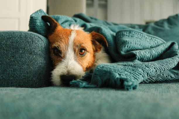 Portrait of sleeping Jack Russell dog on the sofa Portrait of sleeping Jack Russell dog on the sofa cushion with blanket couch arm rest stock pictures, royalty-free photos & images