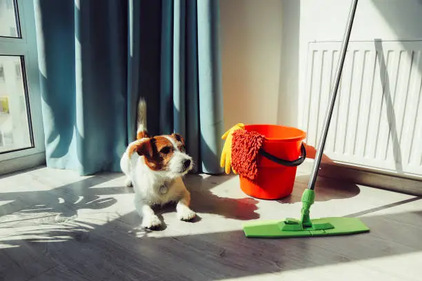 Photo of Cleaning Jack Russell Dog