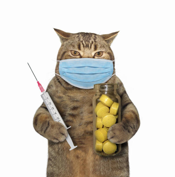 istock Cat in surgical mask with pills 1217752934