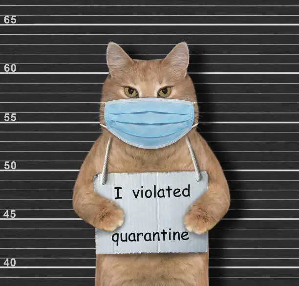 The ginger cat in a surgical protection face mask was arrested. It has a sign around its neck that says I violated quarantine. Coronavirus. Lineup black background.