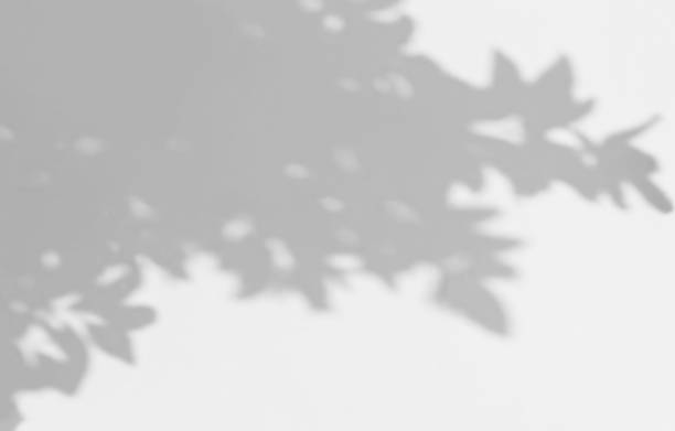 istock abstract shadow of leaves on a white wall background 1217753868