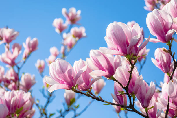 magnolia on the blue sky background in the morning - magnolia blossom imagens e fotografias de stock