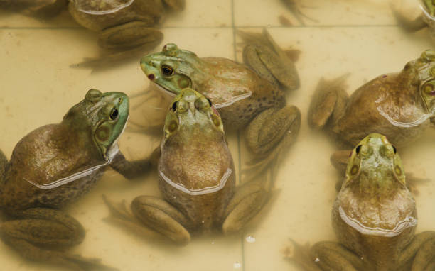 istock East Asian bullfrog in frog farm. 1217754202