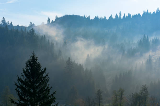istock fog above the forest on the hill 1217754334