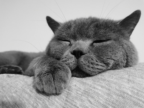 British Shorthair Cat stock photo