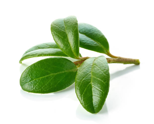 foglie di lingonberry verde fresco - bearberry foto e immagini stock
