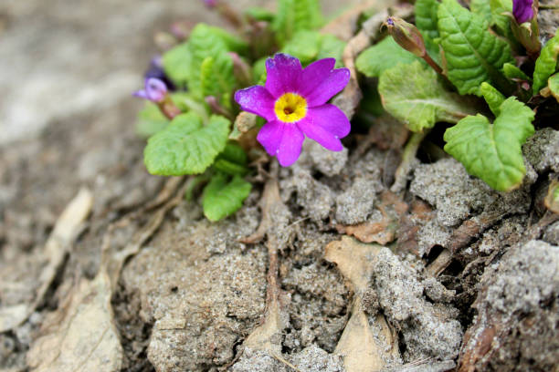 istock spring flower in the garden in early spring 1217758385
