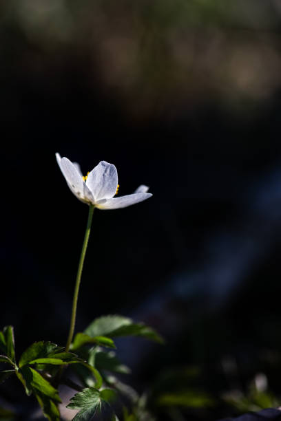 istock single wood anemone in front of dark background 1217760857