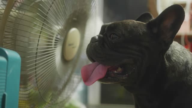 Adorable Cute Black french bulldog enjoys being petted in front of fan with hot weather in Thailand.