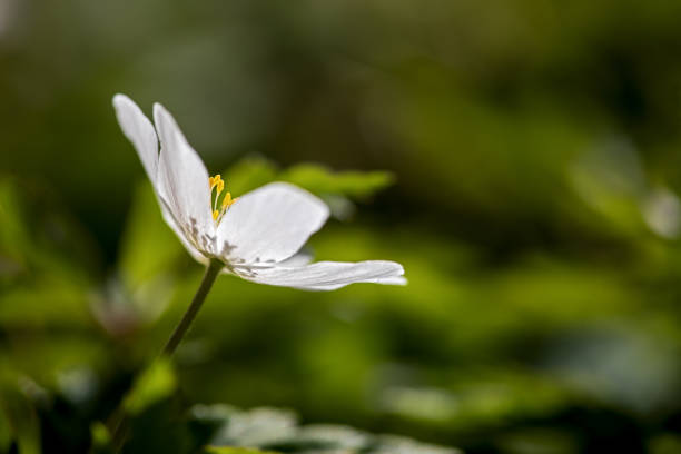 ヒムブルウィードの夢のような写真、アネモネ・ネモローザ - yellow wood anemone ストックフォトと画像