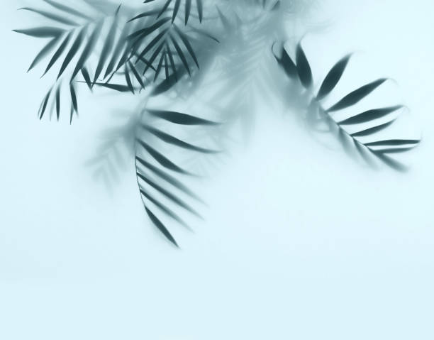 istock palm tree leaves in fog 1217761097