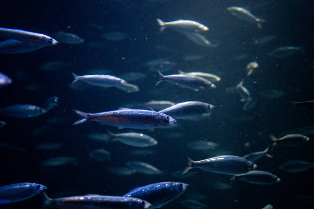 istock Gorgeous school of fish under the light in an aquarium 1217761872