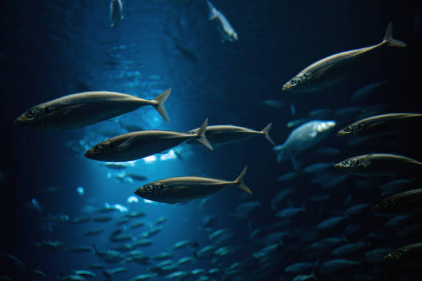istock Beautiful saltwater fish part of a large school 1217761981