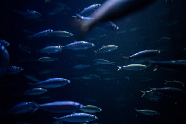 istock Beautiful blue fish swimming in school underwater 1217762380