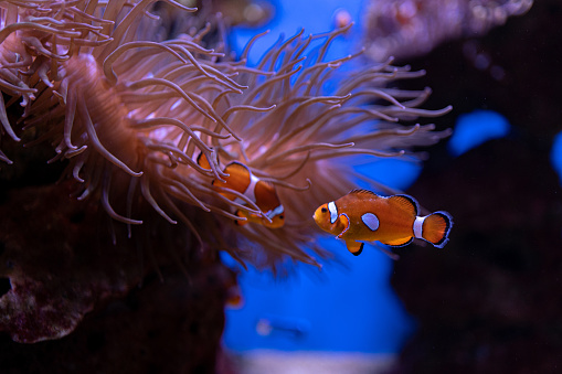 Beautiful anemone waving underwater and orange clown fish swimming in an aquarium.