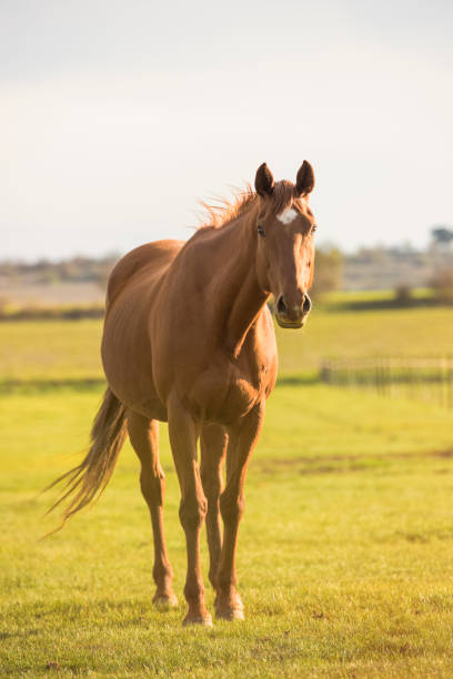 English Thoroughbred mare looking at the camera in a meadow at sunset English Thoroughbred mare looking at the camera in a meadow at sunset. No people with copyspace. thoroughbred horse stock pictures, royalty-free photos & images
