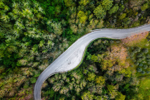 istock The road in the forest 1217765251