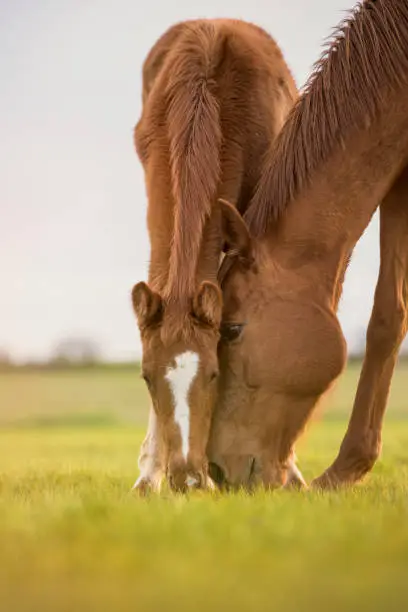 Photo of English thoroughbred horse, mare with foal grazing at sunset in a meadow with heads together