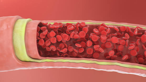 3d illustration of red blood cells inside an artery, vein. Healthy arterial cross-section blood flow. Scientific and medical microbiological concept. Enrichment with oxygen and important nutrients. 3d illustration of red blood cells inside an artery, vein. Healthy arterial cross-section blood flow. Scientific and medical microbiological concept. Enrichment with oxygen and important nutrients endothelial stock pictures, royalty-free photos & images