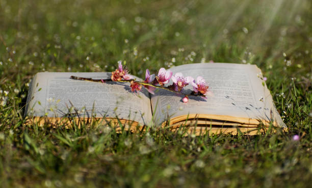 istock Flowering tree branch placed on an open book. 1217765750