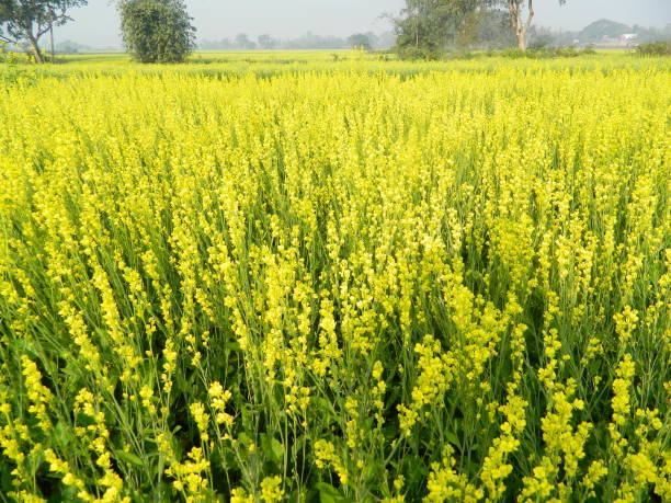 a beautiful mustard field in a village