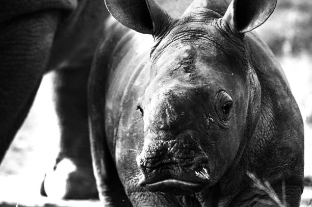 istock baby rhino 1217768153