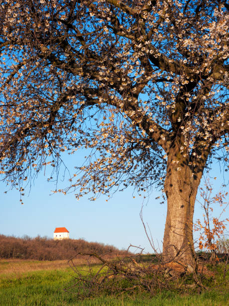 istock Blooming cherry tree with chapel in the back in Burgenland 1217768225