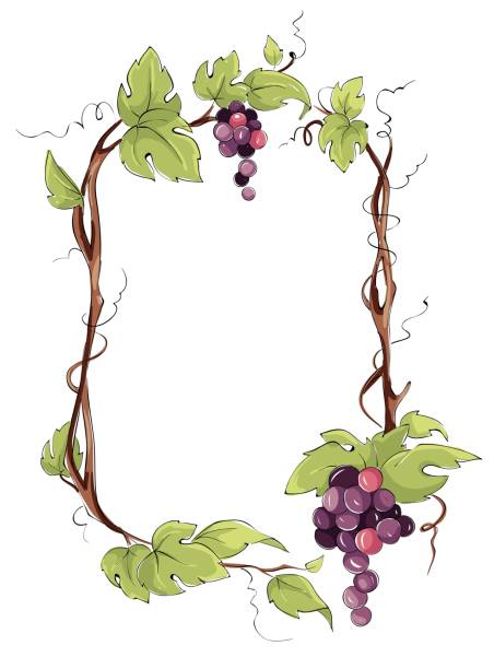 Frame from grapes. Purple grapes, Vector illustration in watercolor style. grapes watercolor stock illustrations