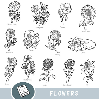 Black and white set of flowers, collection of vector nature items with names in English. Cartoon visual dictionary for children about plants