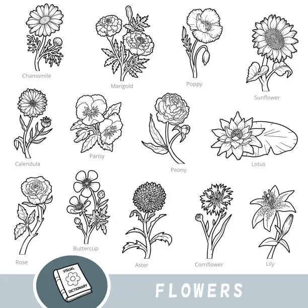 Vector illustration of Black and white set of flowers, collection of nature items with names in English. Cartoon visual dictionary for children about plants