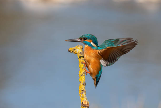istock Male common kingfisher 1217769935