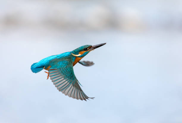 オスのカワセミ - カワセミ科 ストックフォトと画像