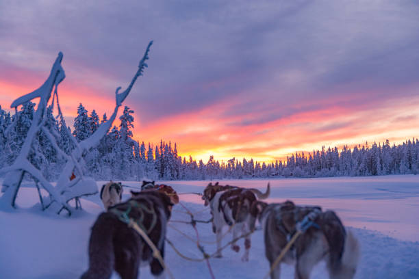 Husky tour in sweden with a beatifull sunset During a husky tour in the winter of 2017-2018 we had two hour husky tour. With two hours of really nice red sky. beatifull stock pictures, royalty-free photos & images