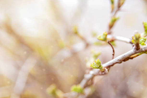 istock Beautiful spring background with young leaves. Art photo 1217771630