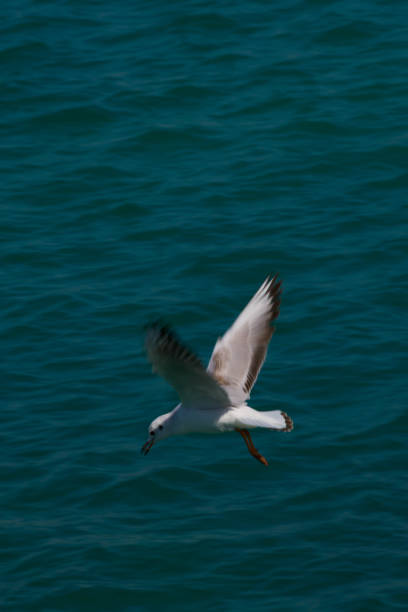 istock Slender-billed Gull The slender-billed gull from Abu Dhabi corniche 1217776016