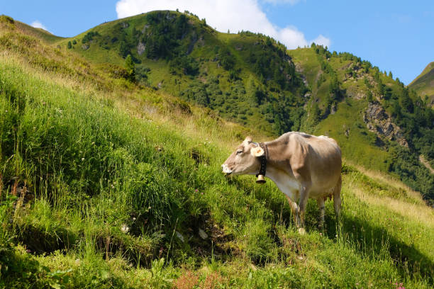 A brown cow in front of the mountain range. Livestock breeding - pasture farming in Austrian mountain range