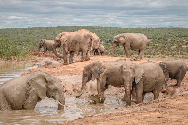 istock African Elephants playing in the water 1217779045