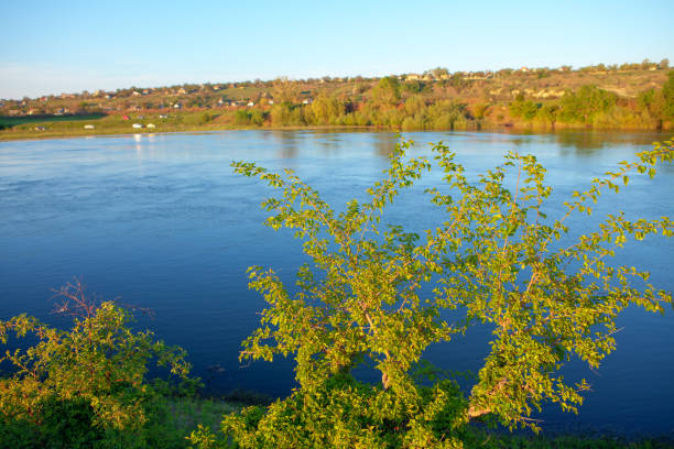 green twigs with river water at background