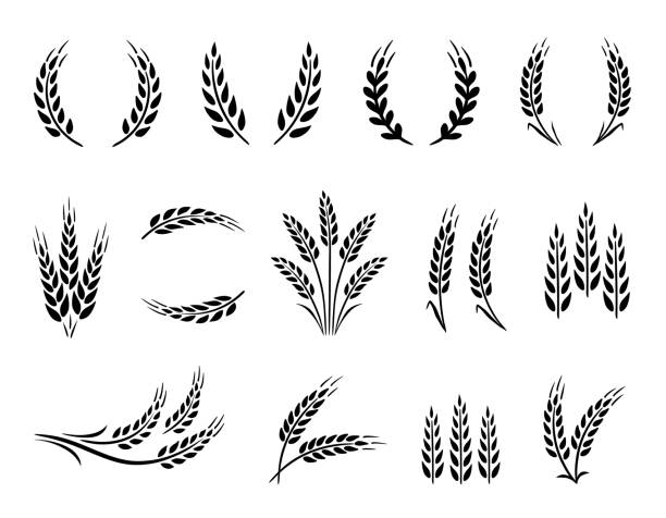 Wheat wreaths and grain spikes set Abstract wheat ear, oat, rye grain spikes and wreaths hand drawn set icons hay field stock illustrations