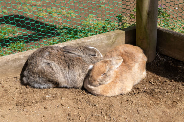 Rabbits basking in the sun, Narita City, Chiba Prefecture, Japan stock photo