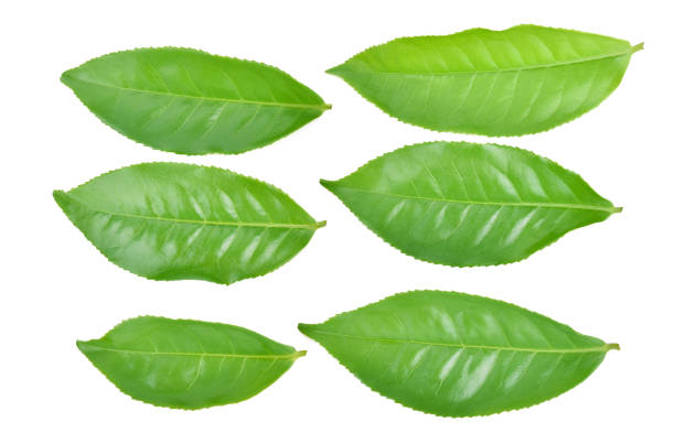 istock Green tea leaf isolated on white background 1217784215