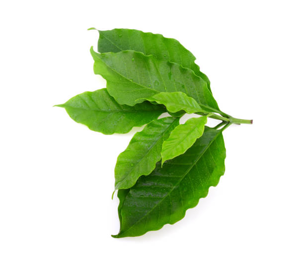 istock Green coffee leaf with water drops on white background 1217784374