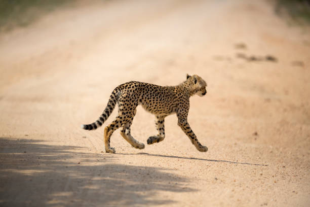 istock A female Cheetah and her young 1217785022
