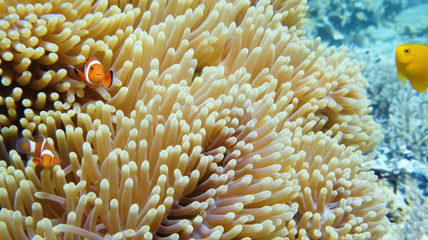 istock Sea anemone and clown fish 1217786627