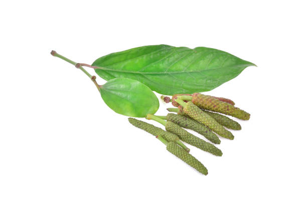 istock Long pepper isolated on the white background. 1217787222