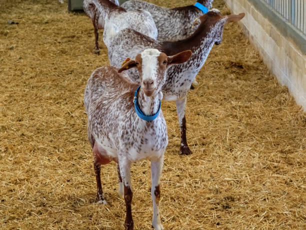 istock Goats in cheese factory 1217787402