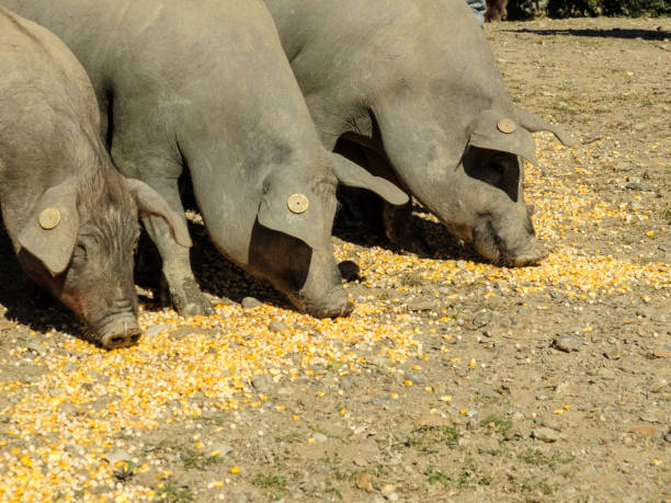 istock Iberian pig piara grazing in open field 1217787642