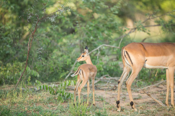 istock A baby impala with its mother 1217787863